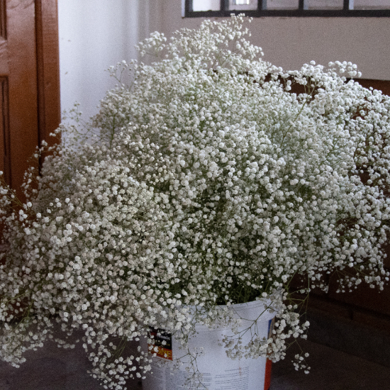 Gypsophila Flower