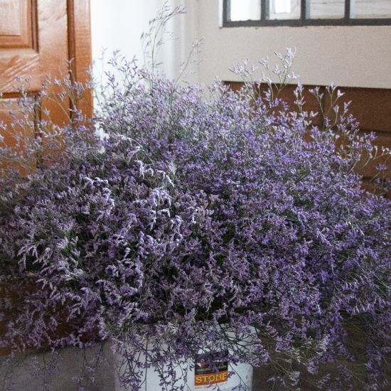 Limonium (Dark Blue)